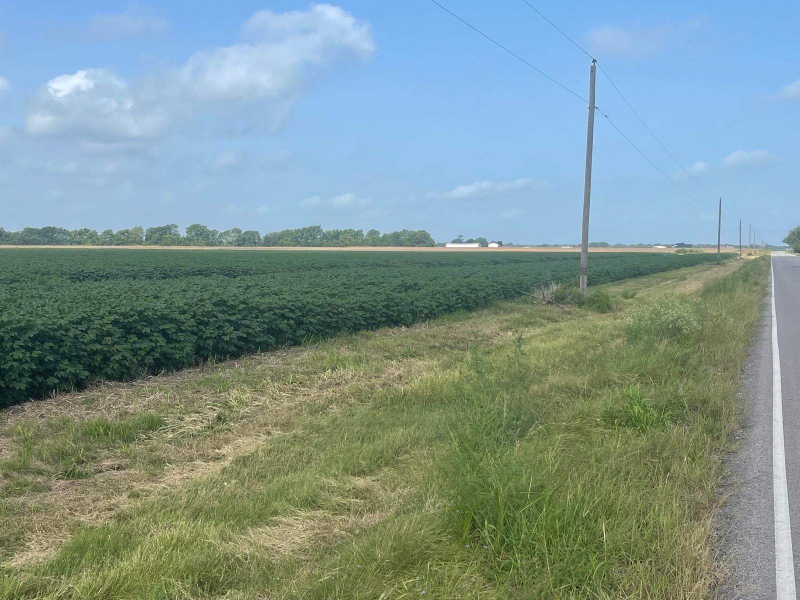 10815 Koym Road Beasley, TX 77417 - Photo 7 of 8 a view of a field with a tree in the background