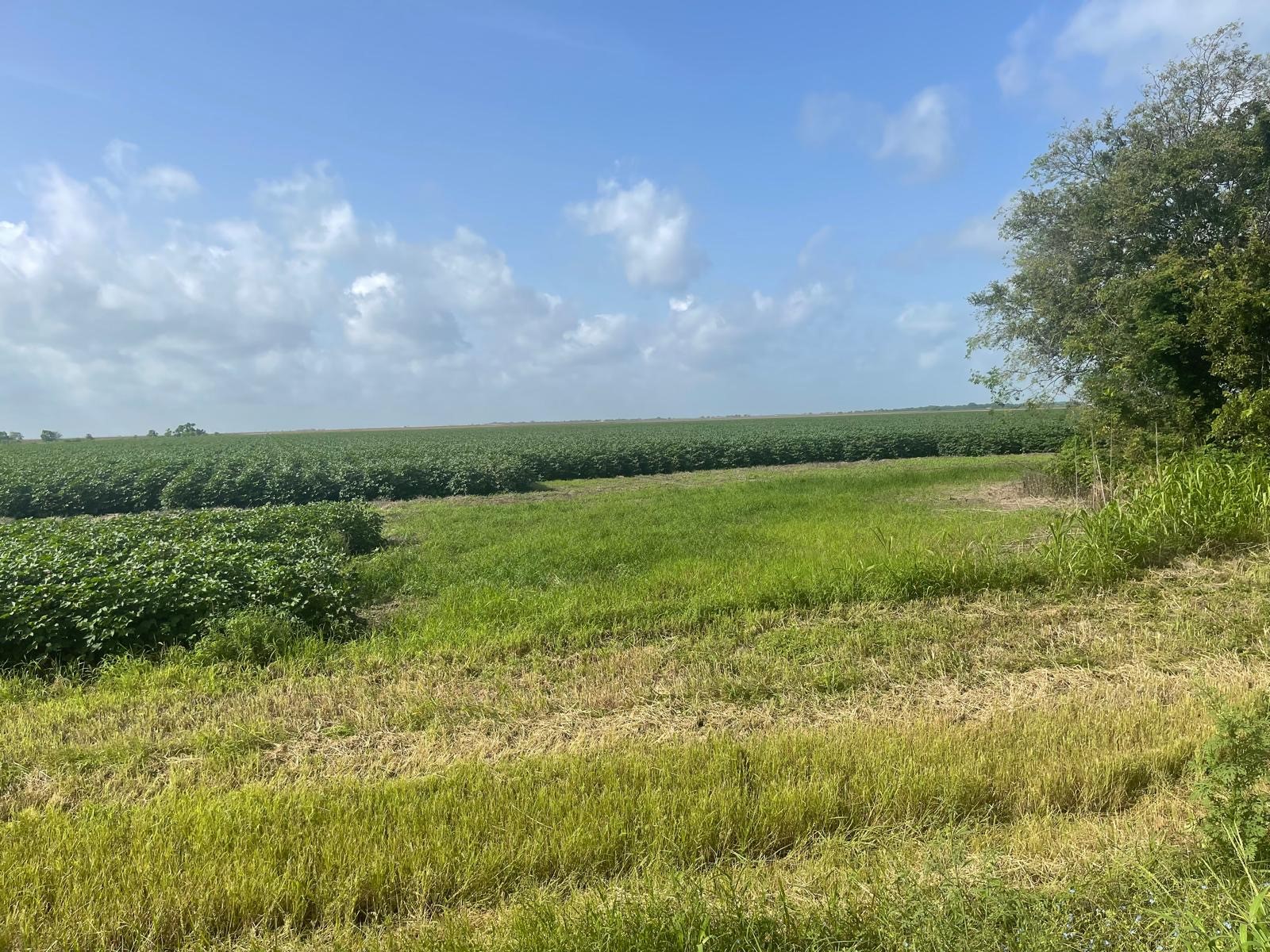 10815 Koym Road Beasley, TX 77417 - Photo 8 of 8 a view of a lake with a big yard