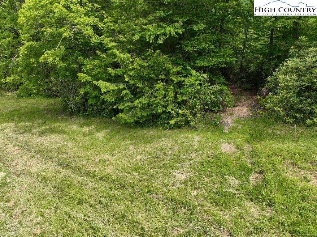 1776 Ripshin Mountain Road Roan Mountain, TN 37687 - Photo 17 of 30 a view of a yard with a tree