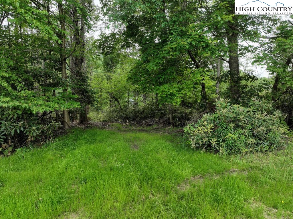 1776 Ripshin Mountain Road Roan Mountain, TN 37687 - Photo 3 of 30 a view of a yard with a trees