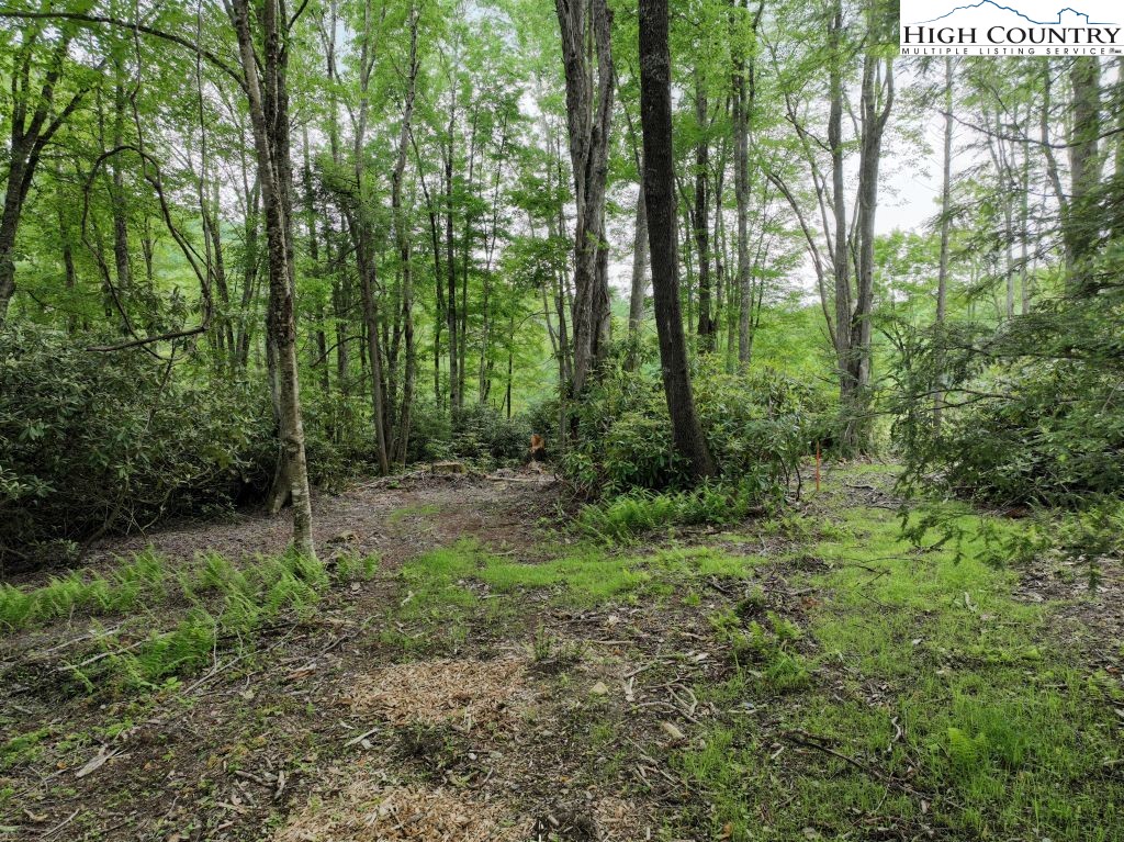 1776 Ripshin Mountain Road Roan Mountain, TN 37687 - Photo 4 of 30 a view of a lush green forest