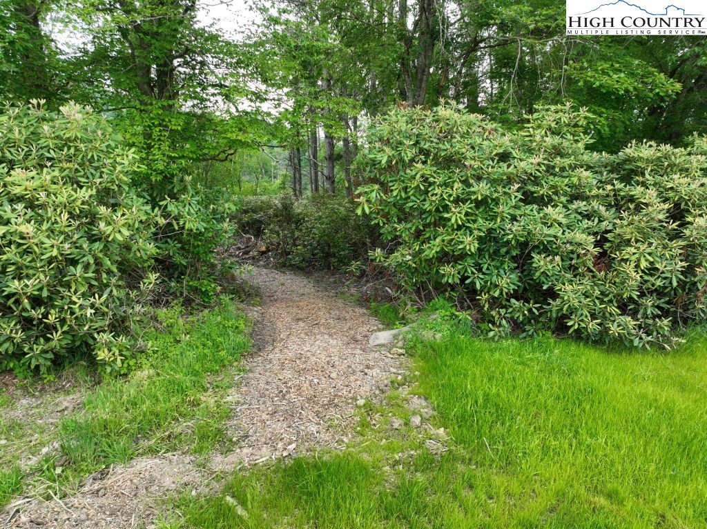 1776 Ripshin Mountain Road Roan Mountain, TN 37687 - Photo 6 of 30 a view of a lush green forest