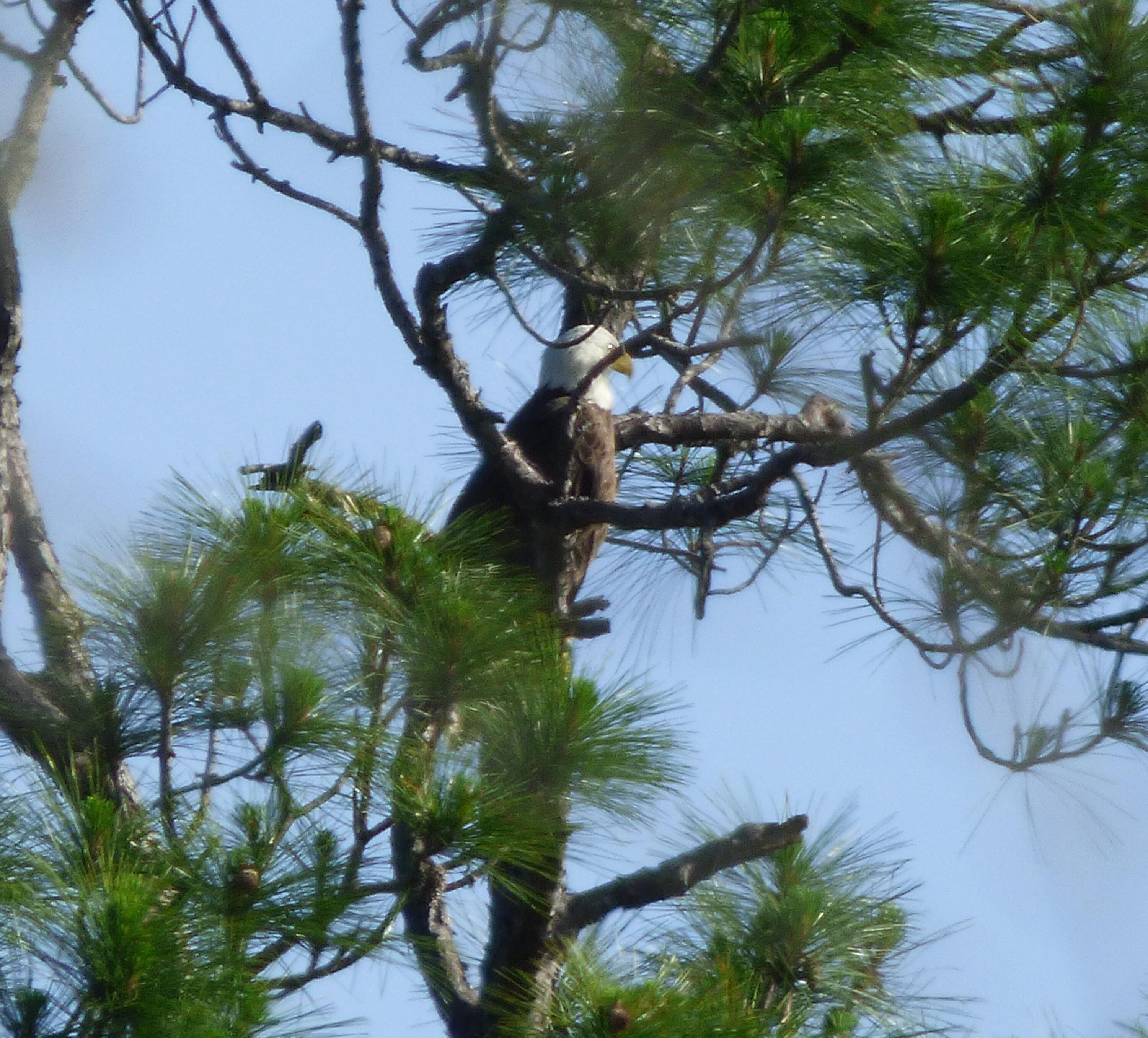 515 Whitfield Road Freeport, FL 32439 - Photo 36 of 39 a view of a tree in a yard