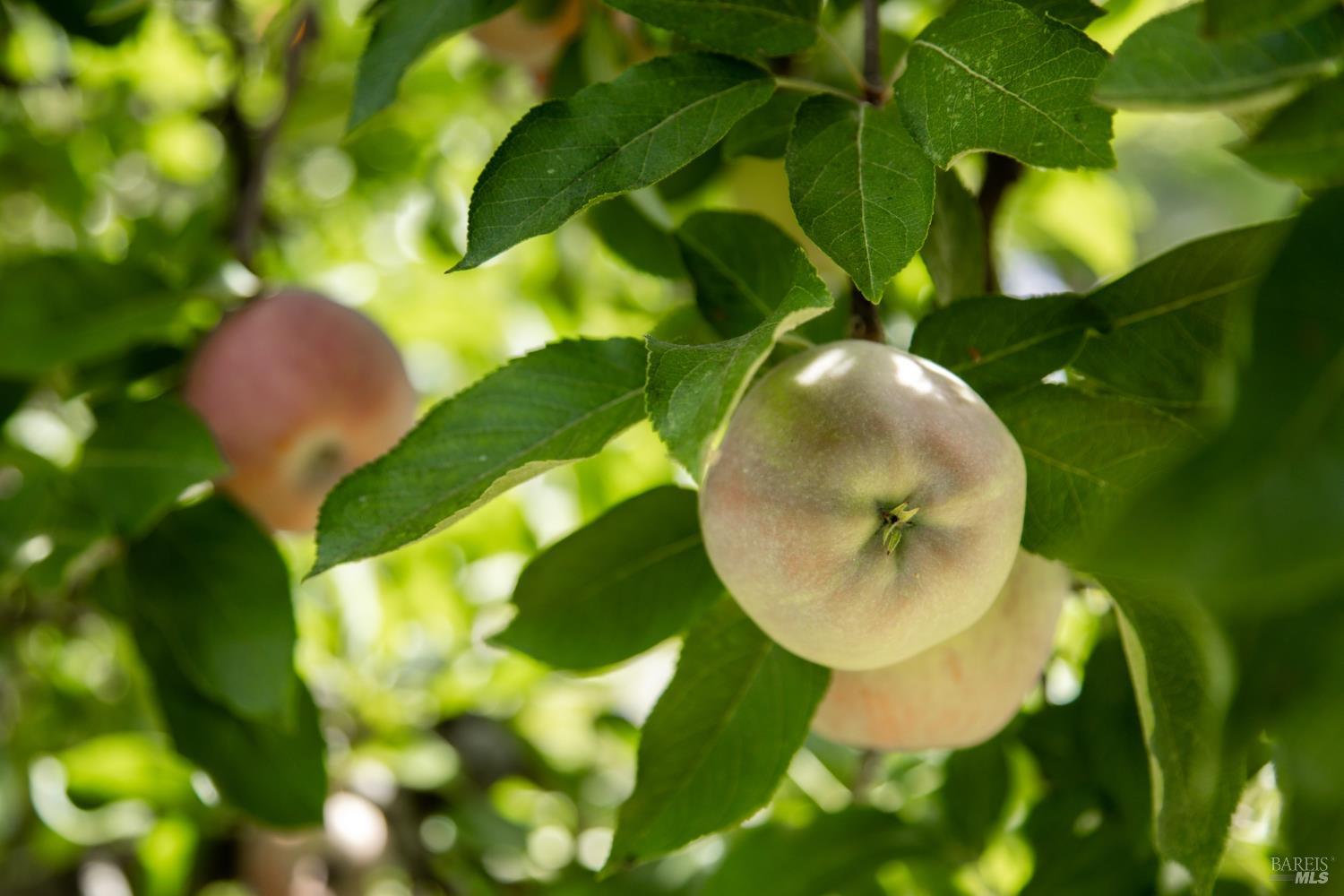 1135 Palomino Road Cloverdale, CA 95425 - Photo 34 of 42 a view of a swimming pool