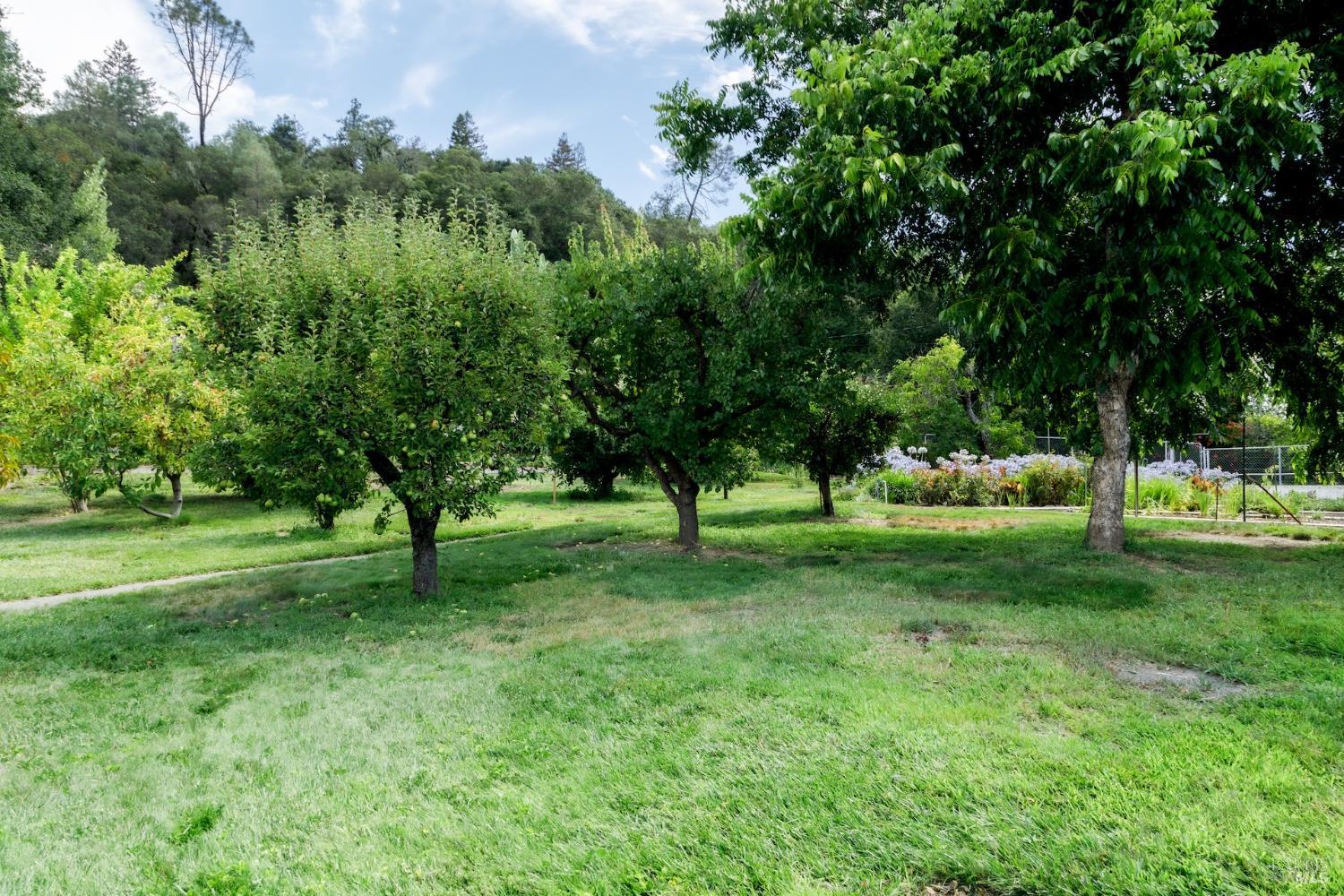 1135 Palomino Road Cloverdale, CA 95425 - Photo 35 of 42 a view of a tree in a yard