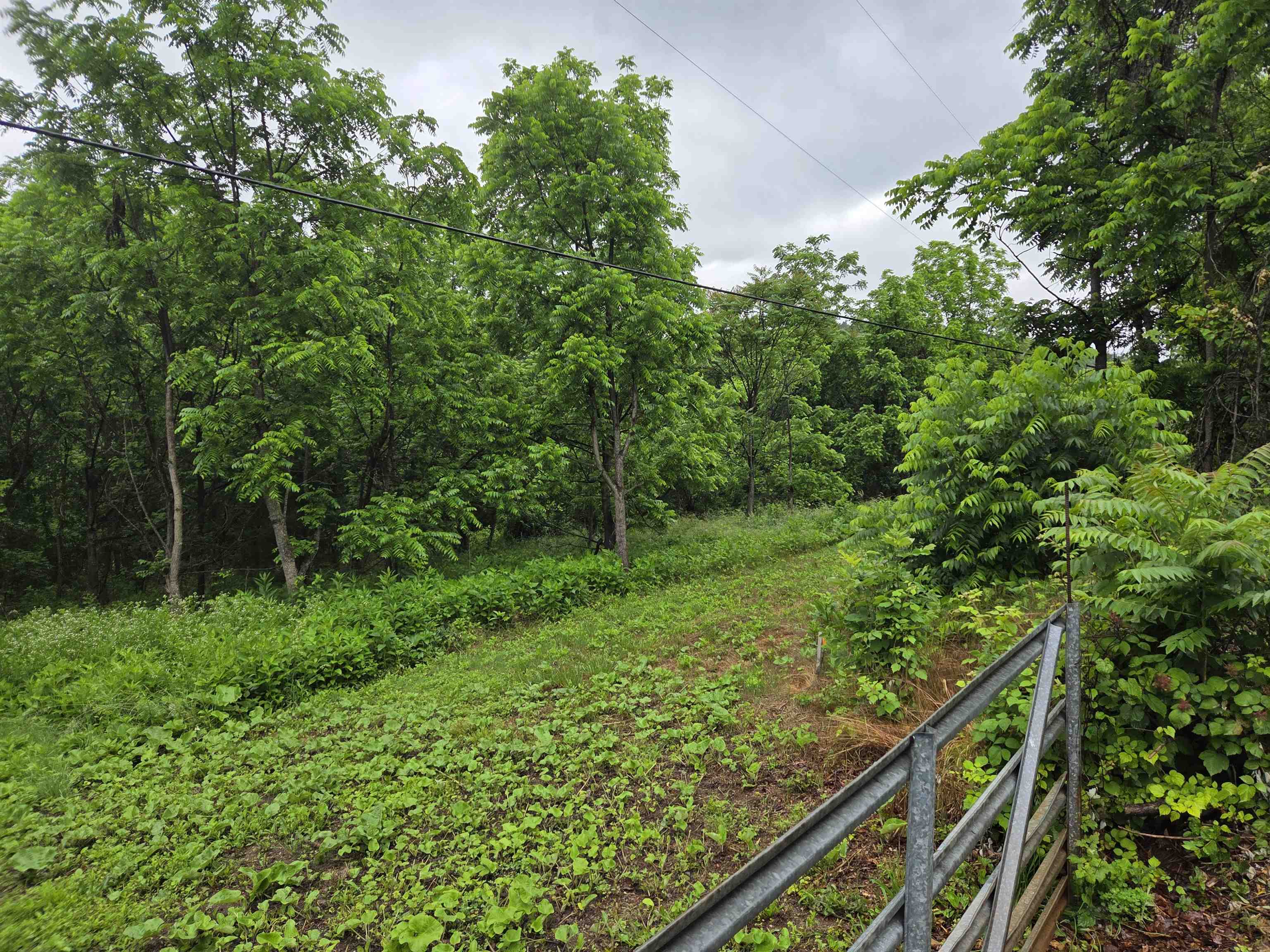 900 Sandy Bottom Road Elkton, VA 22827 - Photo 2 of 5 a view of street with lush green forest