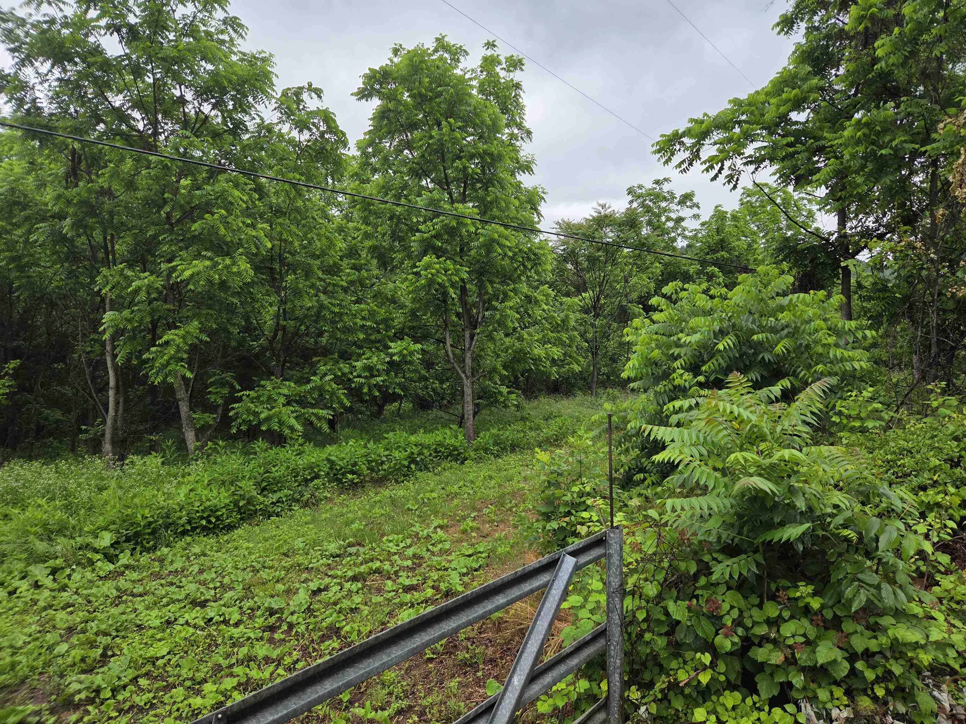 900 Sandy Bottom Road Elkton, VA 22827 - Photo 4 of 5 a view of outdoor space and yard