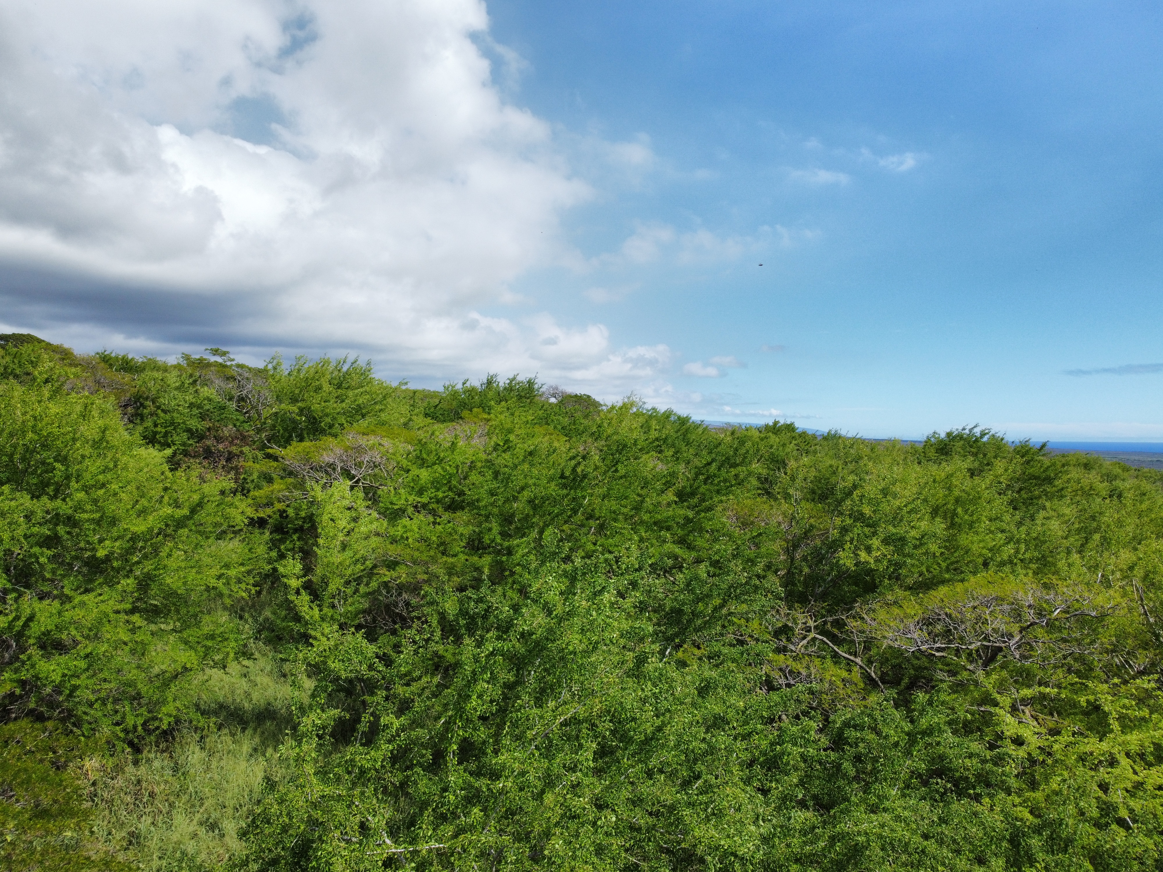 4 Punaluu Road Naalehu, HI 96772 - Photo 28 of 30