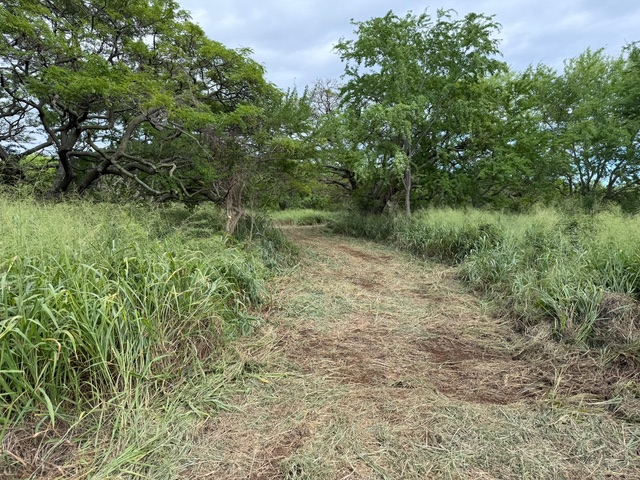 4 Punaluu Road Naalehu, HI 96772 - Photo 7 of 13 a view of a lush green forest with lots of trees