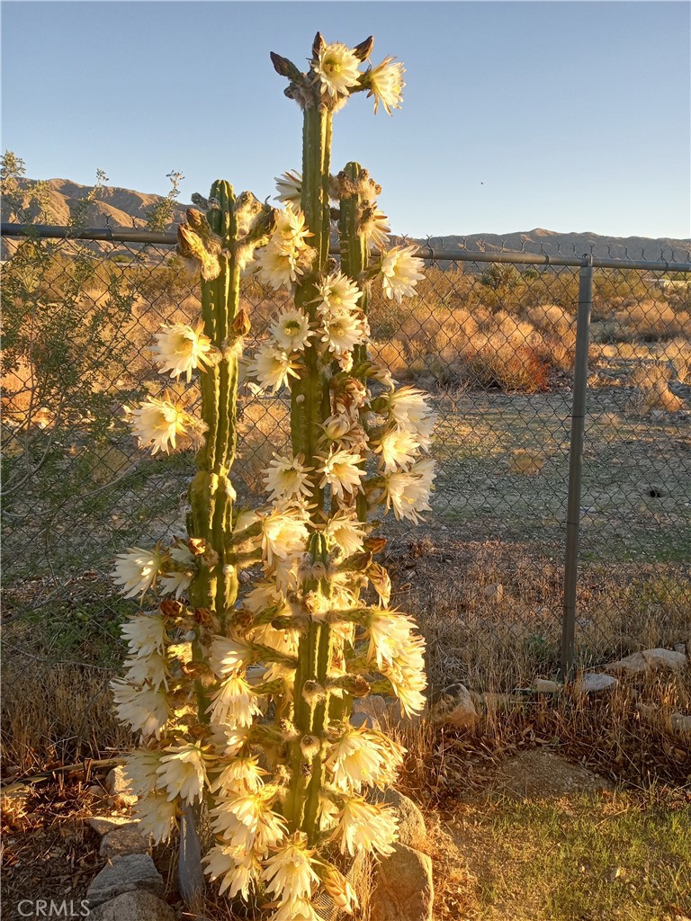 50922 Canyon Road Morongo Valley, CA 92256 - Photo 57 of 62