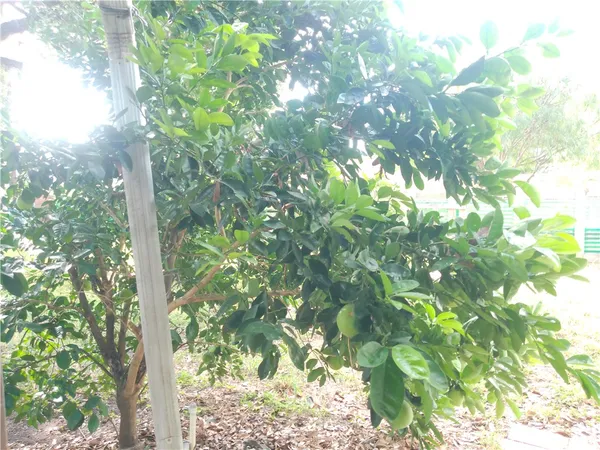 a view of yard from a tree