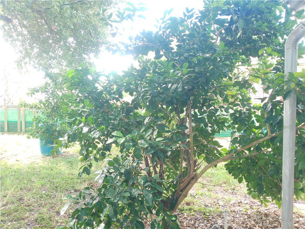 4322 Fir Street Corpus Christi, TX 78411 - Photo 17 of 17 a view of yard from a tree