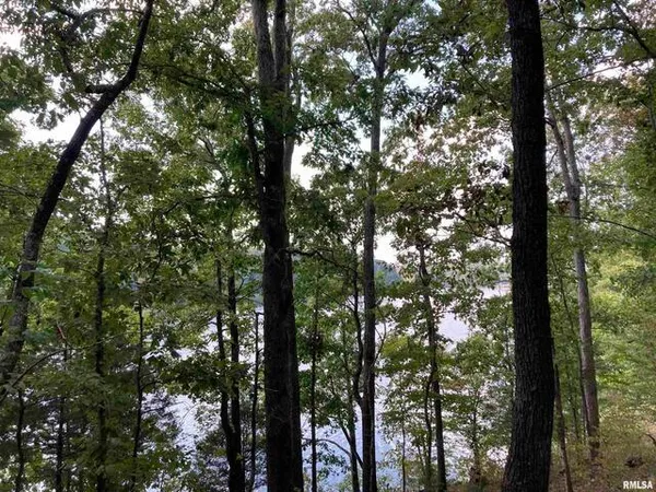 a view of a yard with large trees