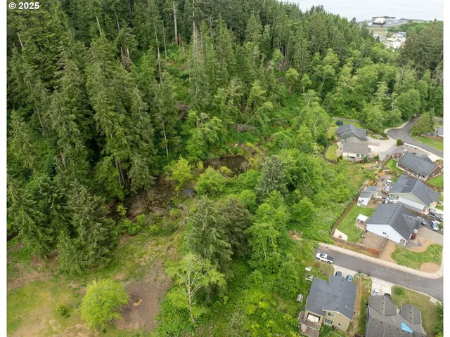 a view of a forest with a tree