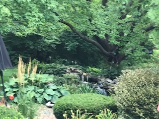 219 Parkview Drive Bloomington, IL 61701 - Photo 6 of 60 a view of a garden with plants and large trees