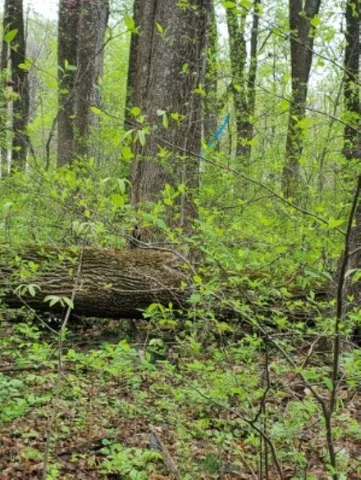 $26,500 | 0 Gayle Lane, Front Royal, VA 22630