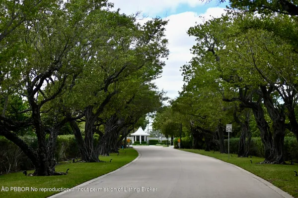 a city view with tall trees