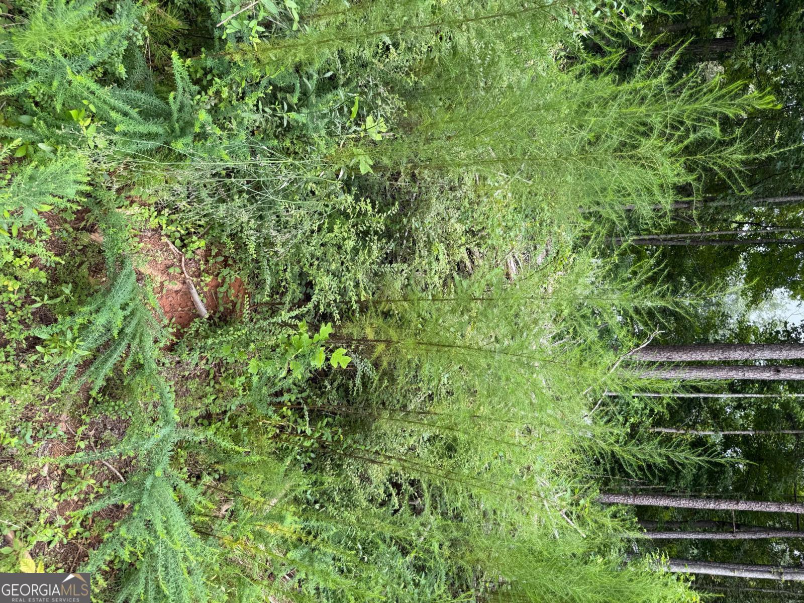 0 Maple Trail Sharpsburg, GA 30277 - Photo 12 of 14