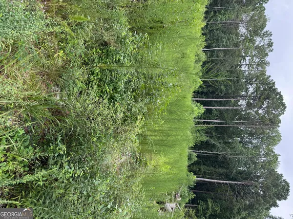 a view of yard