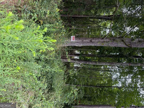 a view of a yard with plants and large trees