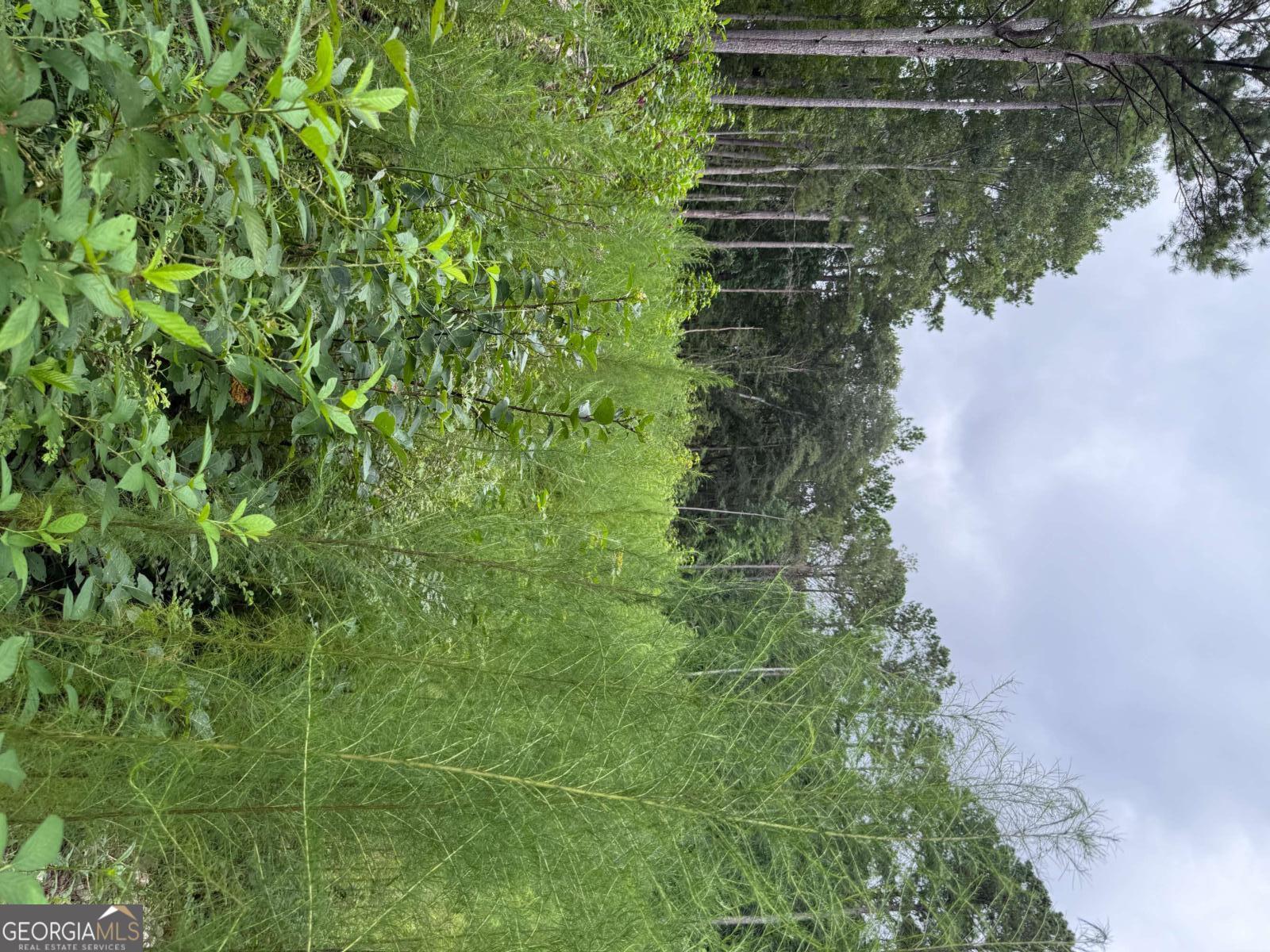 0 Maple Trail Sharpsburg, GA 30277 - Photo 9 of 14