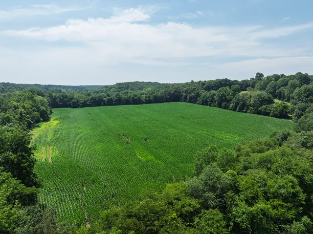 a view of field with grass and trees