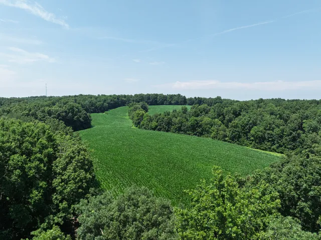 a view of a lush green outdoor space with a large trees