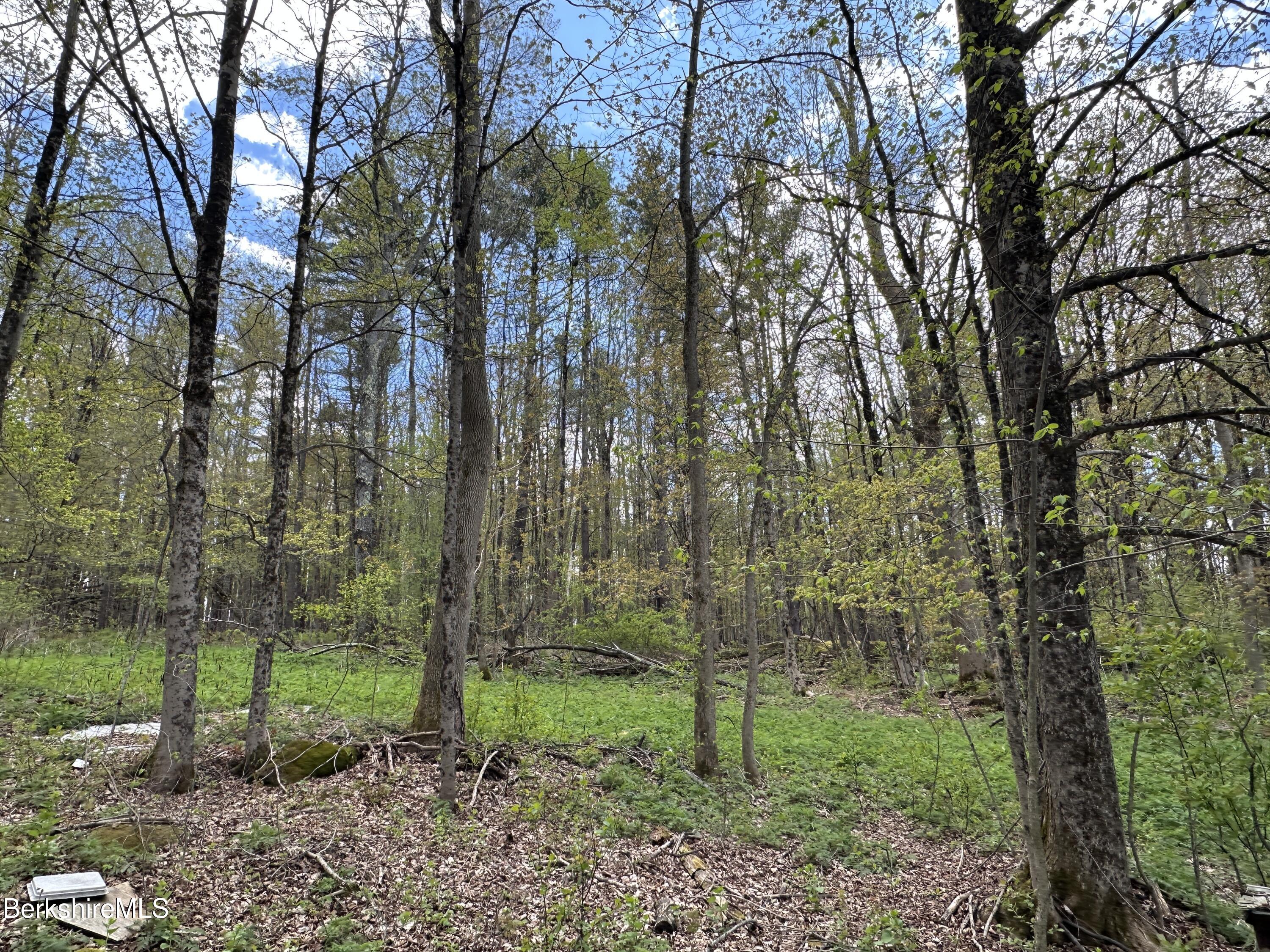 2447 State Road Richmond, MA 01254 - Photo 11 of 13 a view of a forest with trees
