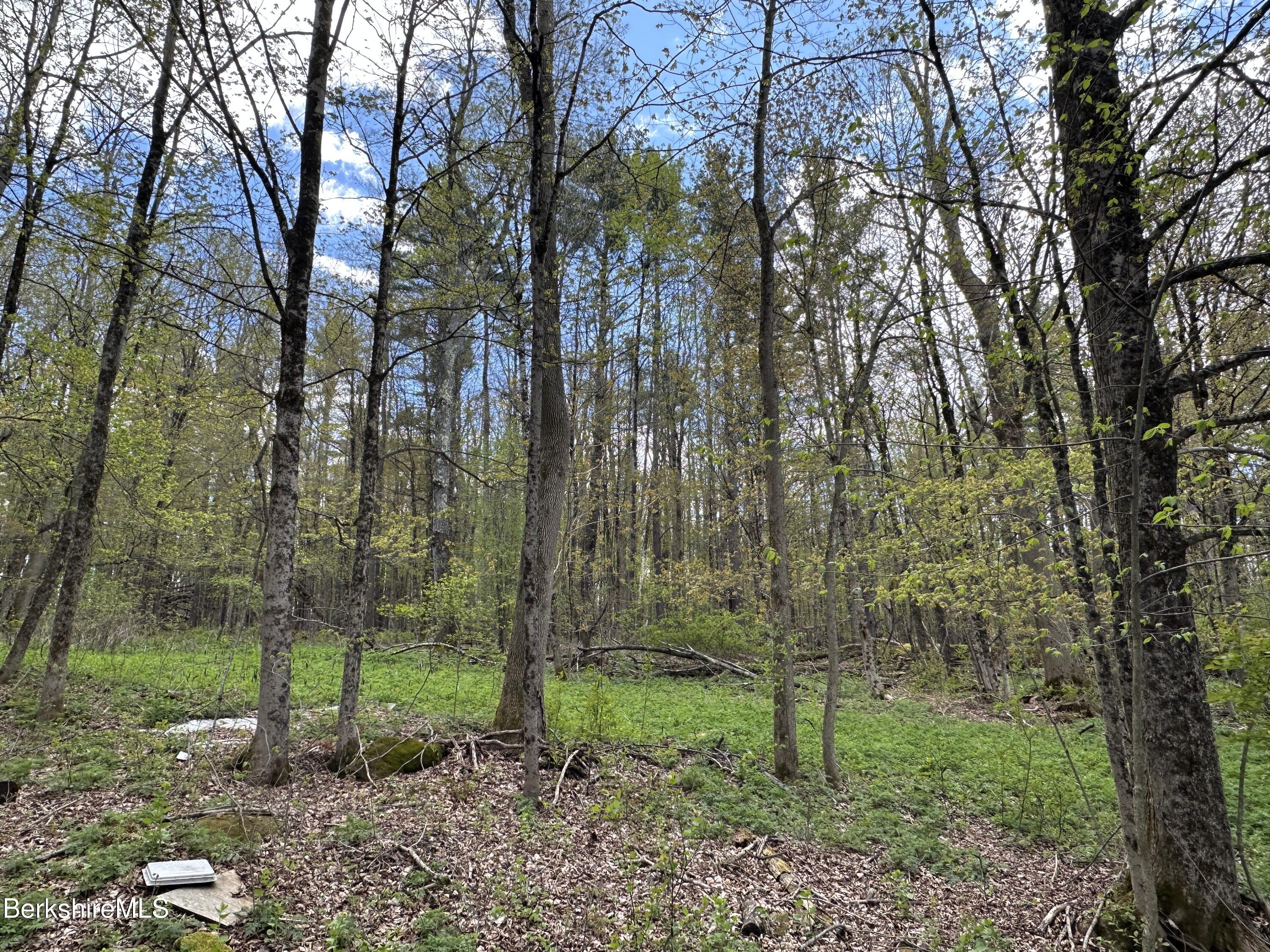 2447 State Road Richmond, MA 01254 - Photo 13 of 13 a view of a forest with trees