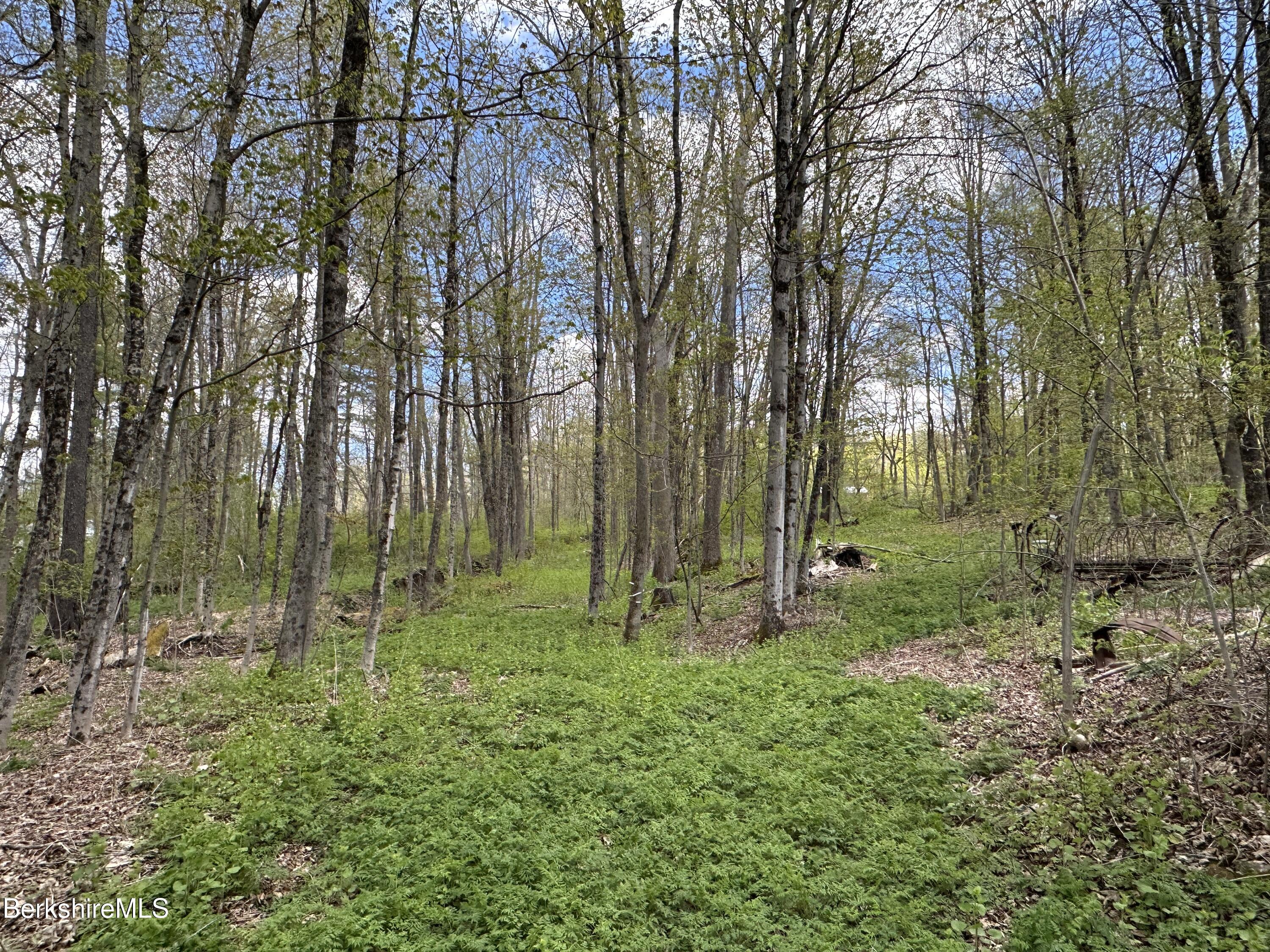 2447 State Road Richmond, MA 01254 - Photo 7 of 13 a green field with lots of trees