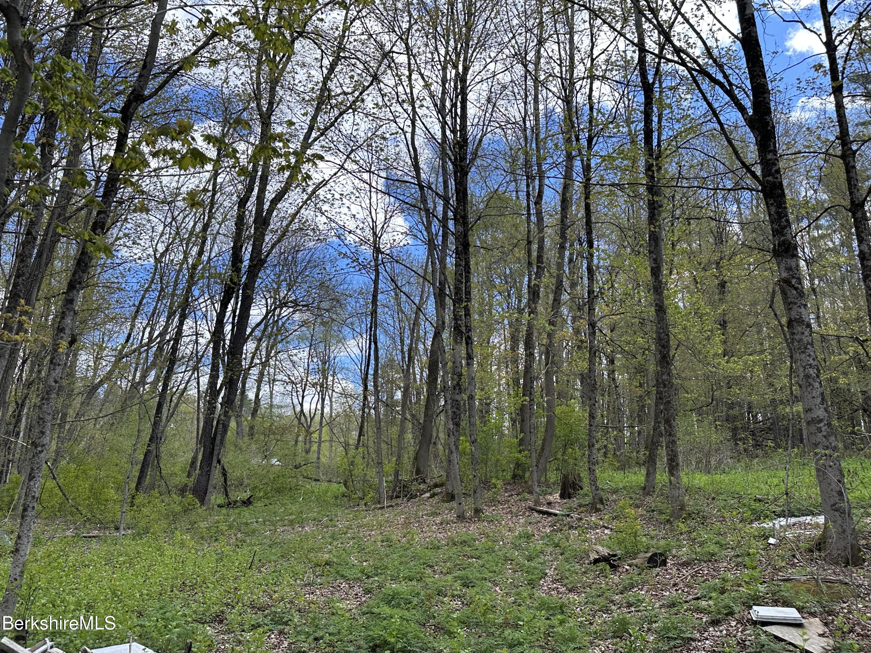 2447 State Road Richmond, MA 01254 - Photo 9 of 13 a big yard with lots of green space and plants