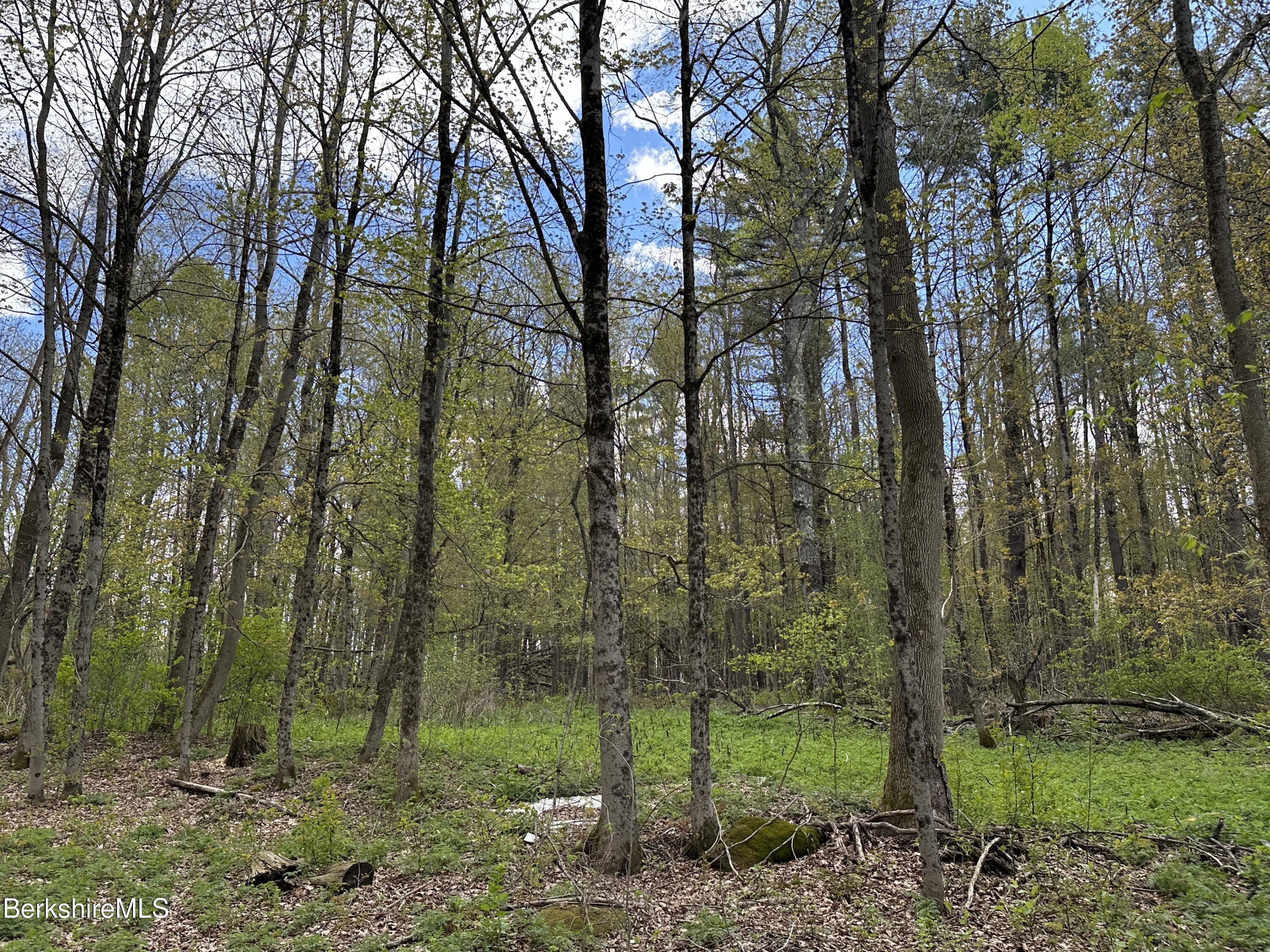 2447 State Road Richmond, MA 01254 - Photo 10 of 13 a view of a forest with trees