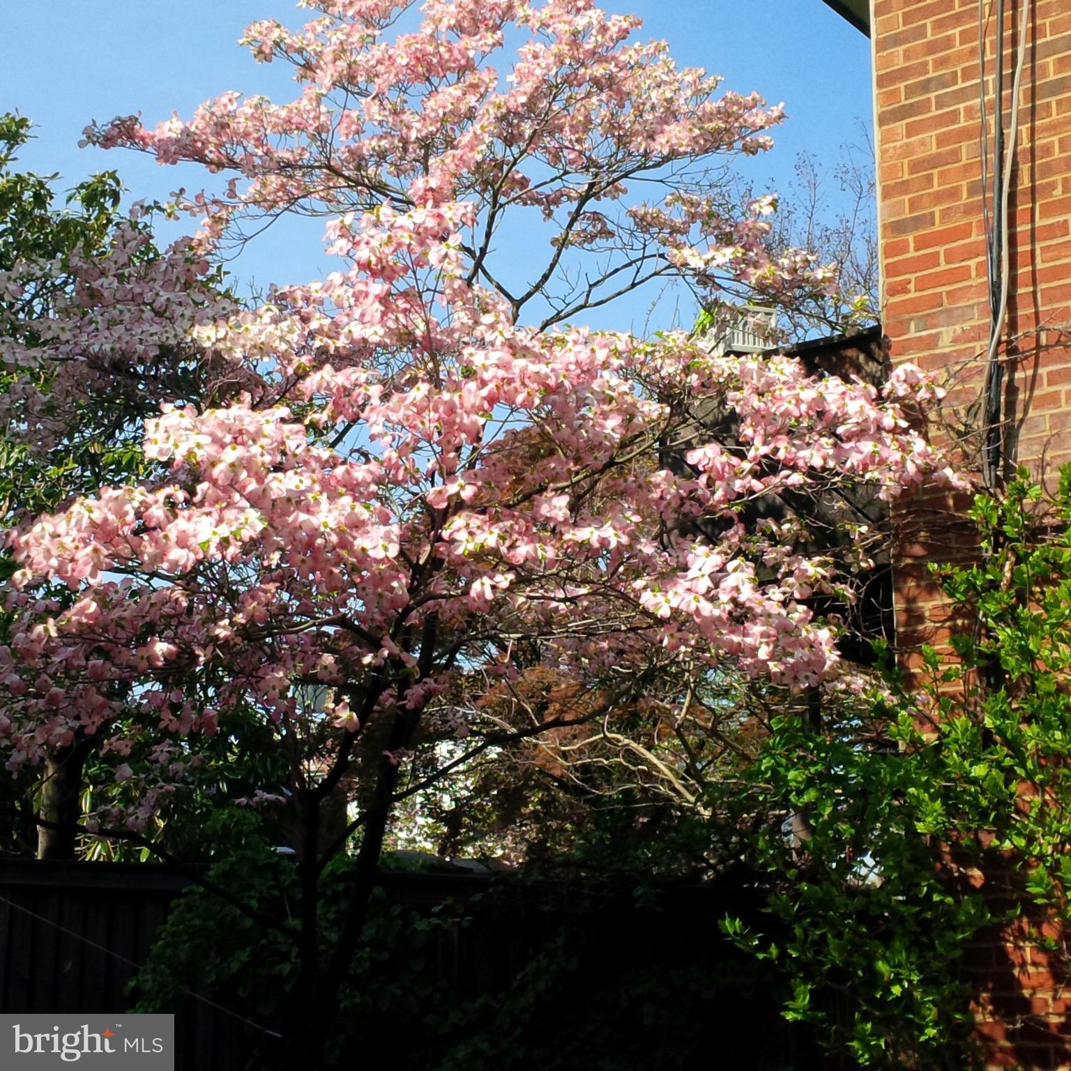 645 E Street Southeast Washington, DC 20003 - Photo 55 of 57 a view of tree