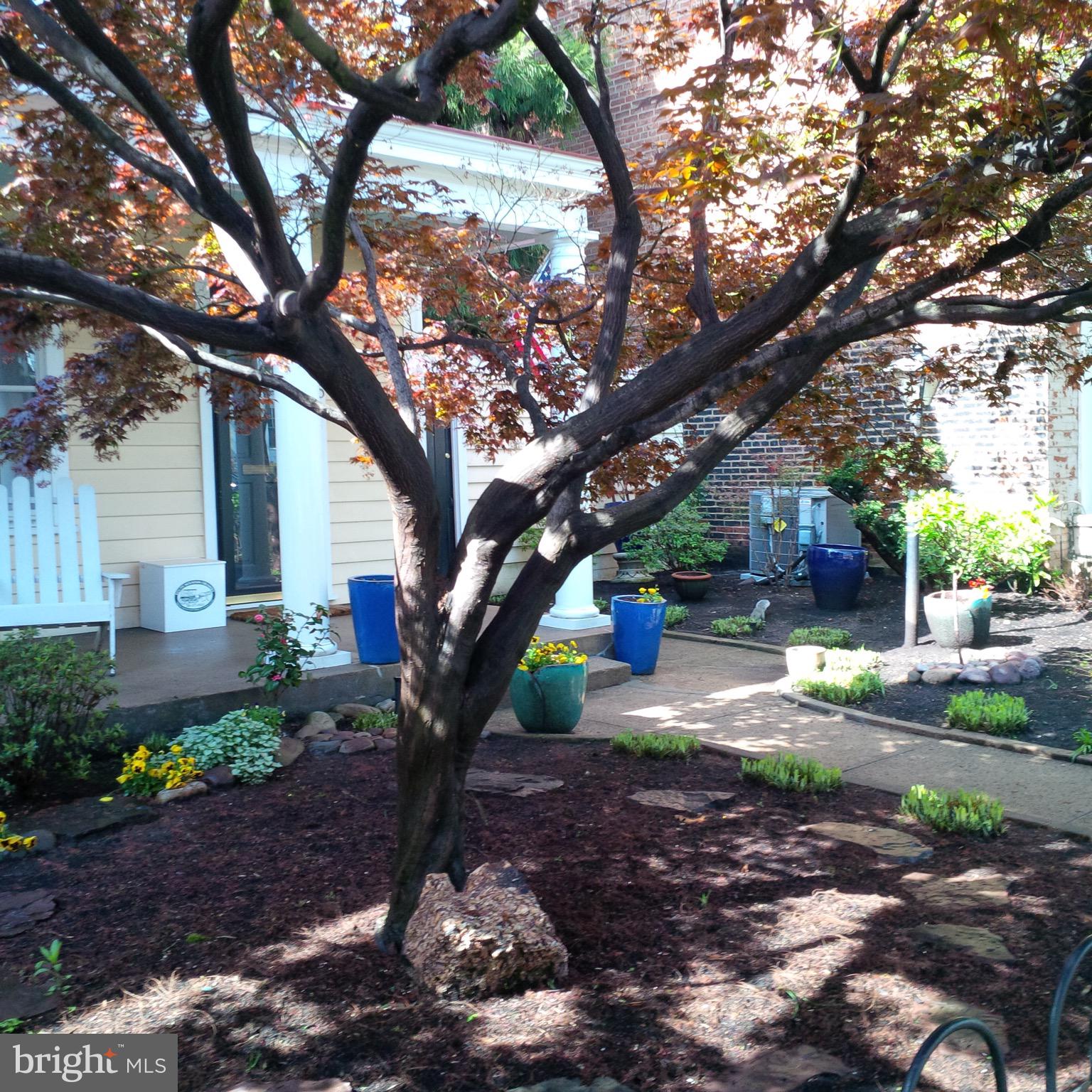 645 E Street Southeast Washington, DC 20003 - Photo 56 of 57 a tree in middle of the garden