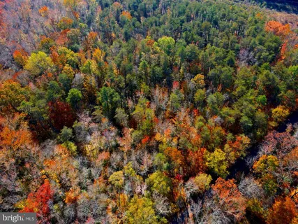 a view of a forest