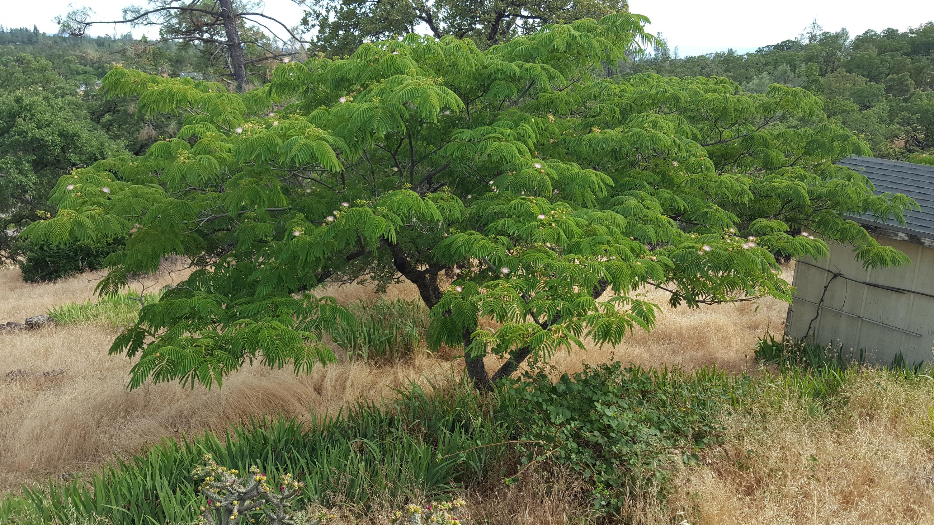 14074 Oak Run Road Oak Run, CA 96069 - Photo 28 of 32 Nice trees