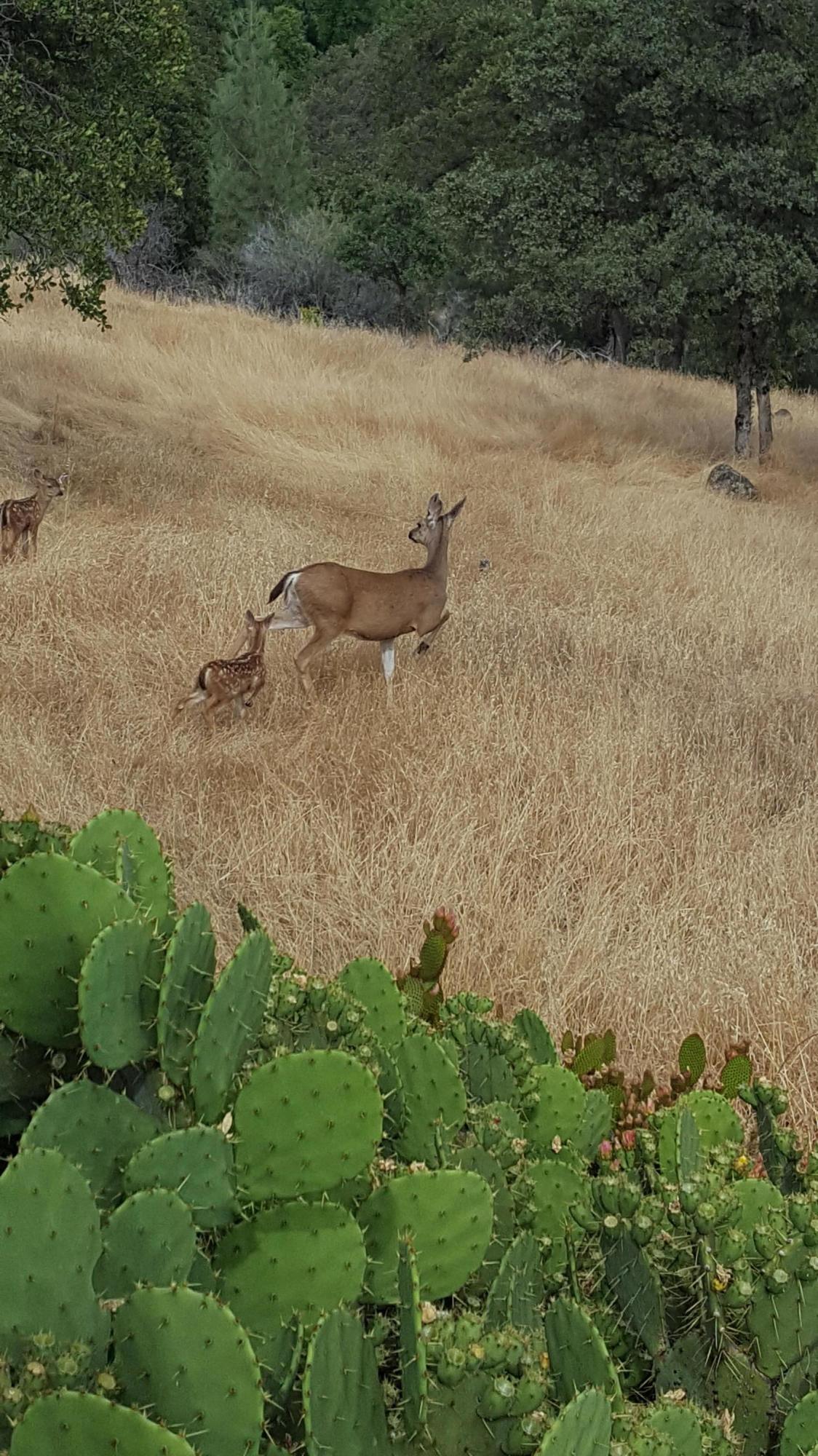 14074 Oak Run Road Oak Run, CA 96069 - Photo 29 of 32 Deer