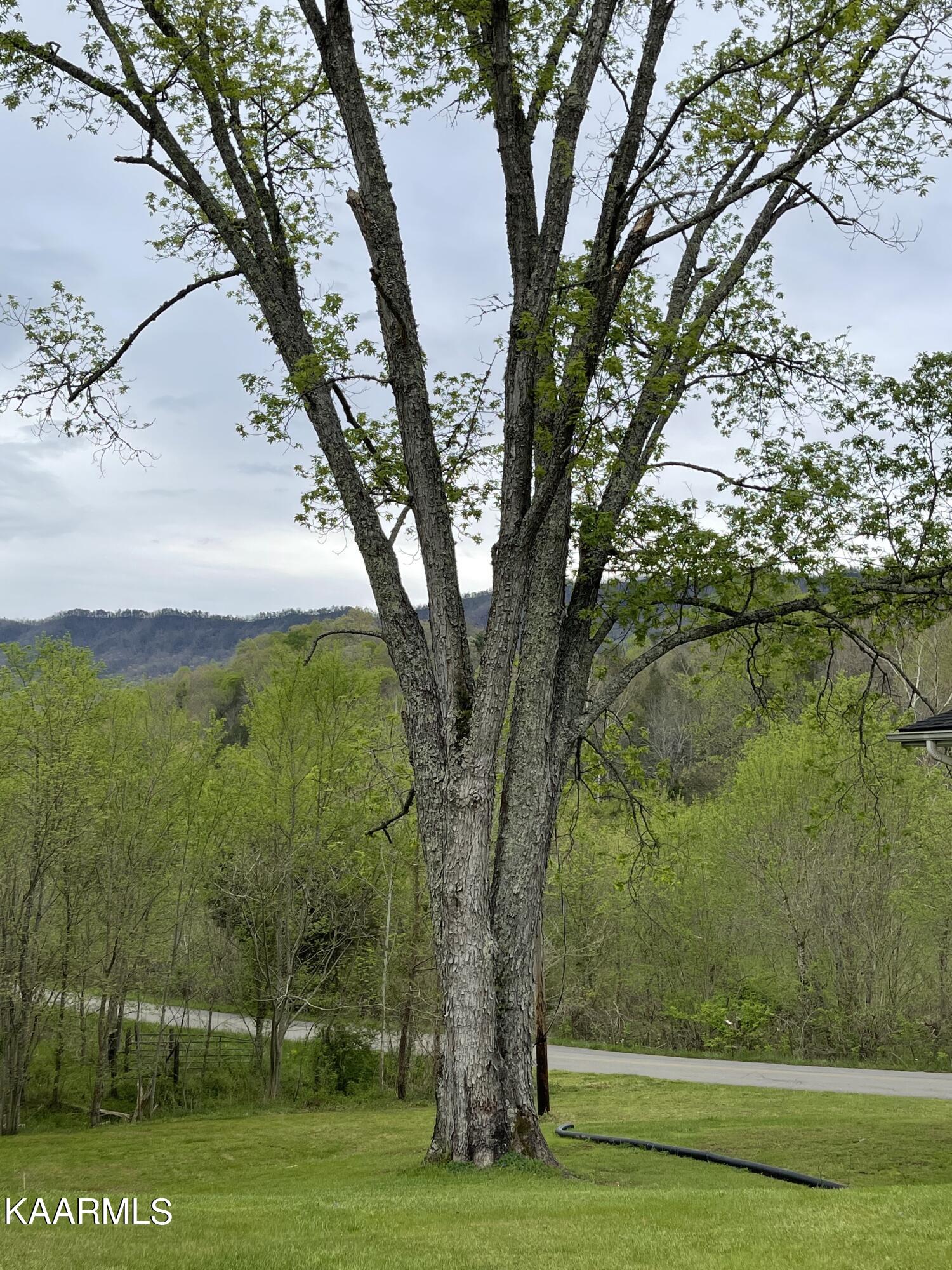 1650 Old Chilhowee Road Seymour, TN 37865 - Photo 12 of 27 Tree and Mtns. IMG_2462