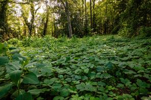 585 Mountain Road Westminster, SC 29693 - Photo 6 of 20 Discover a verdant expanse, offering natural beauty and abundant greenery for privacy and tranquility.