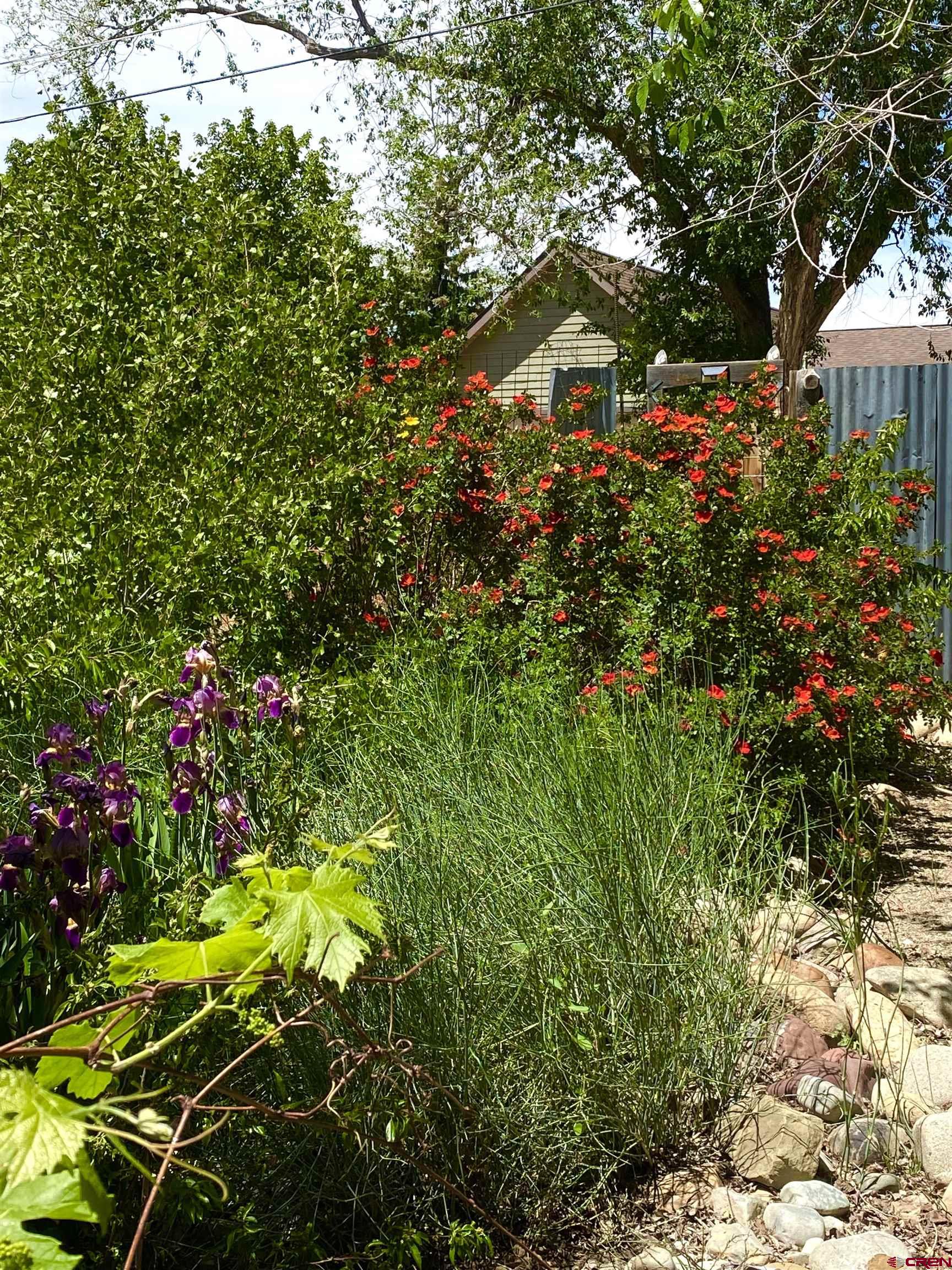 646 Riverside Avenue Mancos, CO 81328 - Photo 2 of 36 a view of a flower in a garden