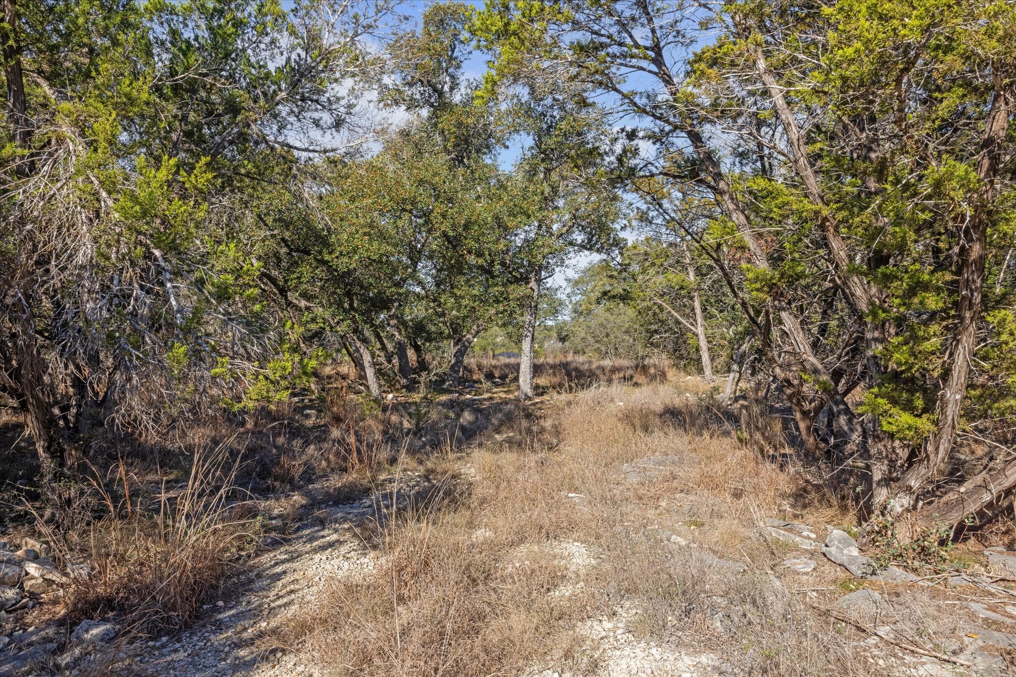 1021 Malbec Loop Canyon Lake, TX 78133 - Photo 6 of 10 a view of a yard with a tree