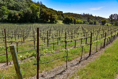a view of backyard with green space