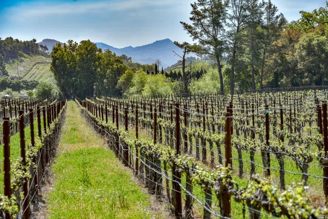 a view of a yard with a garden