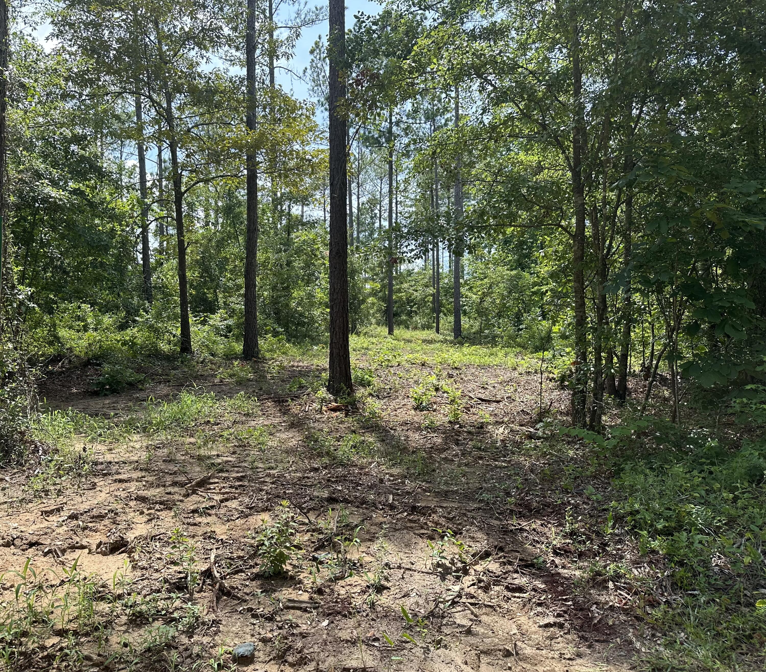 29 Blackstone Road Blythe, GA 30815 - Photo 3 of 4 Lot 29 Drive