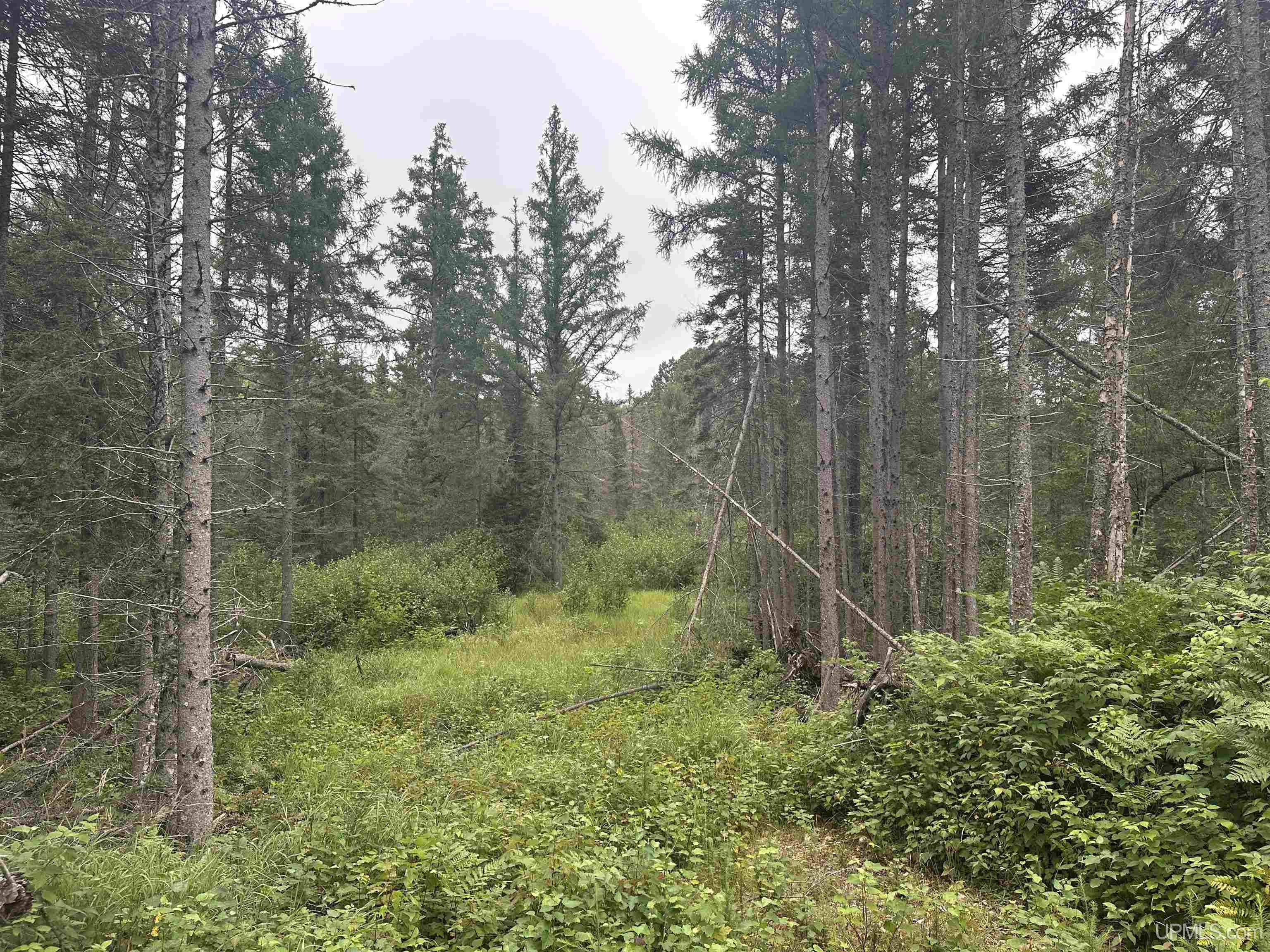 Off Off Boniface Road Michigamme, MI 49861 - Photo 4 of 19 Gallery Image 4