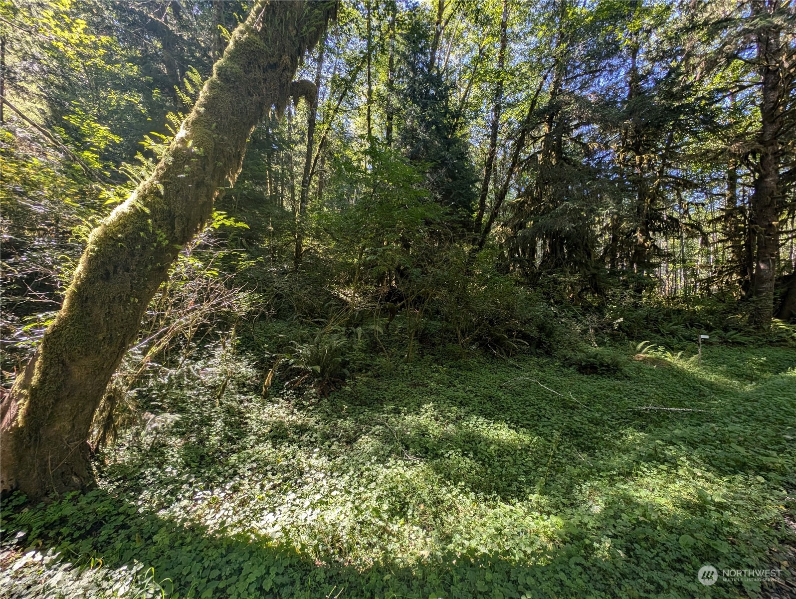 99994 Dowan Creek Road Forks, WA 98331 - Photo 11 of 40