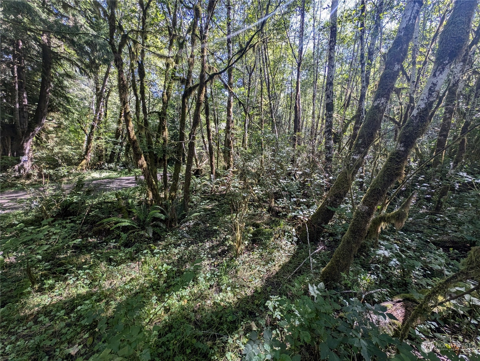 99994 Dowan Creek Road Forks, WA 98331 - Photo 12 of 40