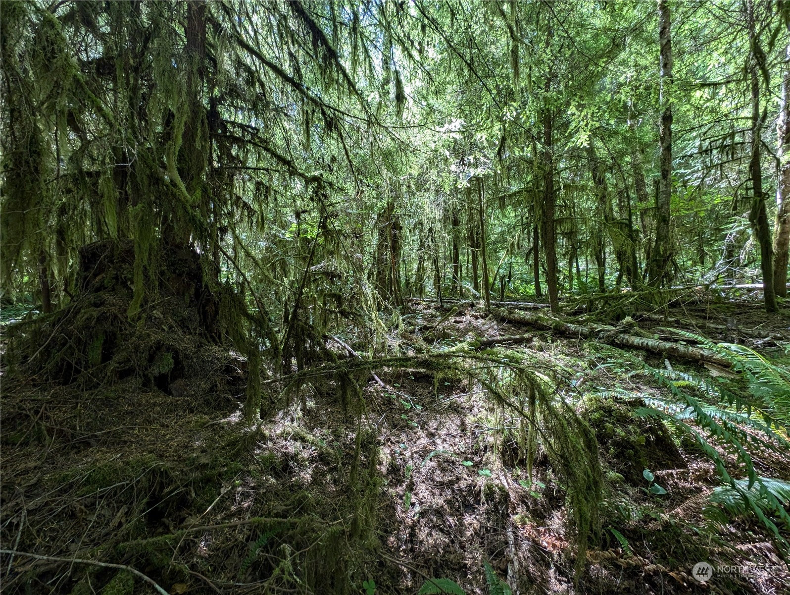 99994 Dowan Creek Road Forks, WA 98331 - Photo 13 of 40