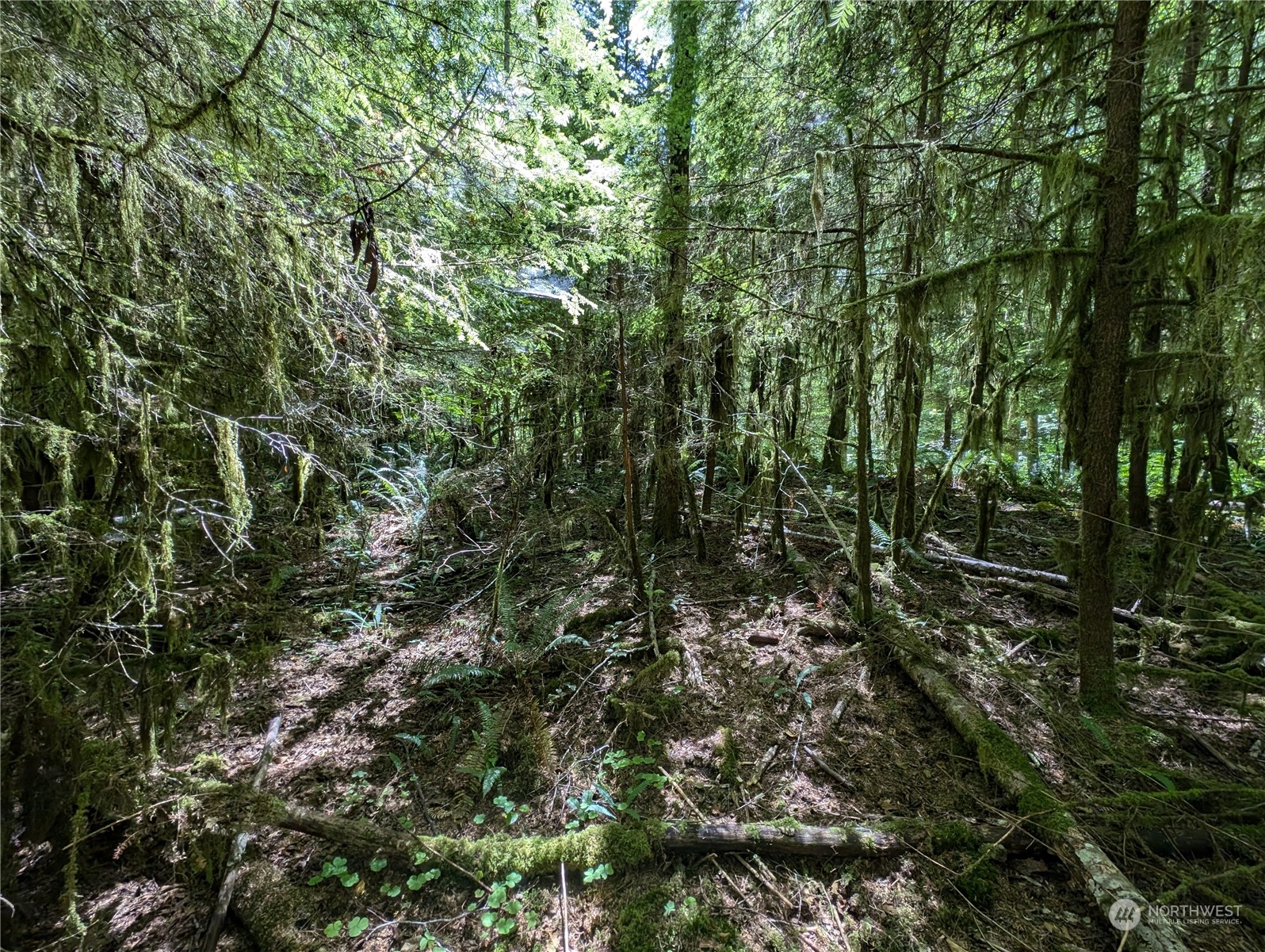 99994 Dowan Creek Road Forks, WA 98331 - Photo 14 of 40