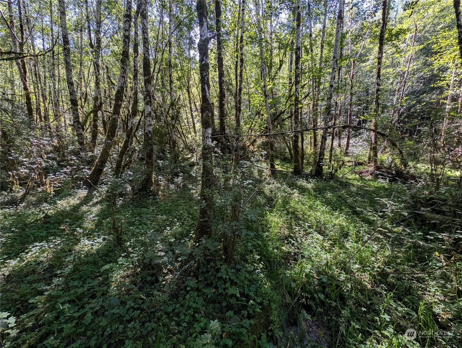 99994 Dowan Creek Road Forks, WA 98331 - Photo 15 of 40